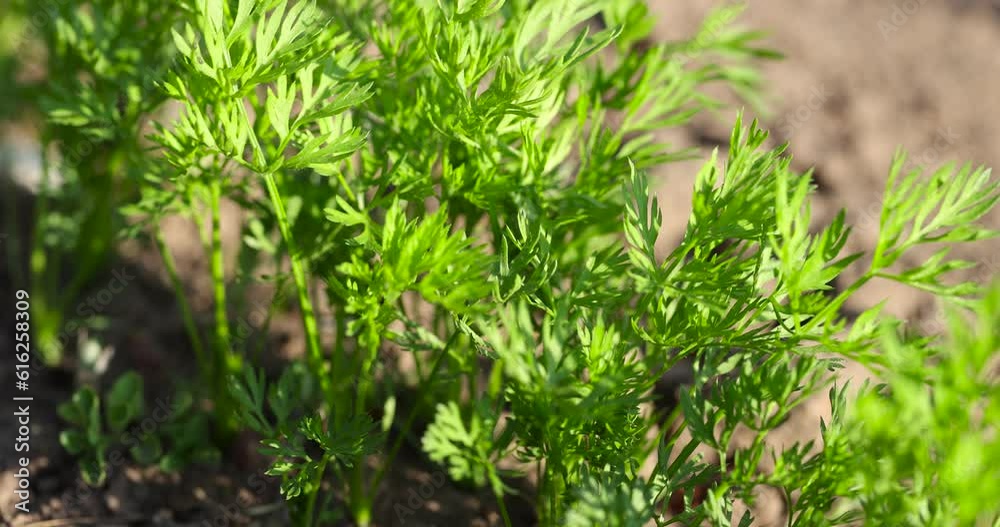 green sides of young carrots in the spring season, growing a new crop of carrots in the garden green sides of young carrots in the spring season, growing a new crop of carrots in the garden
