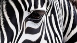Closeup of the mesmerizing pattern of a zebra's stripes