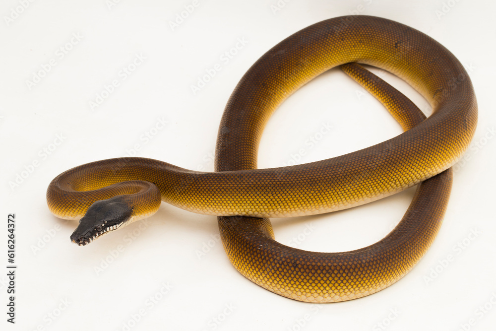 Gold Albertisi, white lipped python snake (Leiopython albertisi) isolated on white background Gold Albertisi, white lipped python snake (Leiopython albertisi) isolated on white background