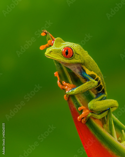 Red-Eyed Tree Frog or Monkey Frog 