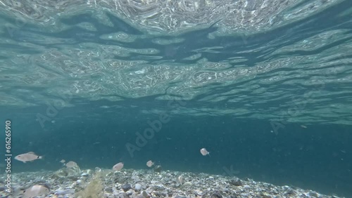 The underwater world of the Adriatic Sea with fish swimming near the rocky bottom.