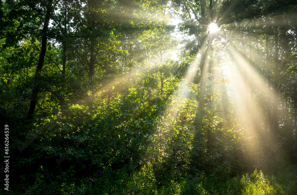 Obraz premium Beautiful sunny morning in green forest
