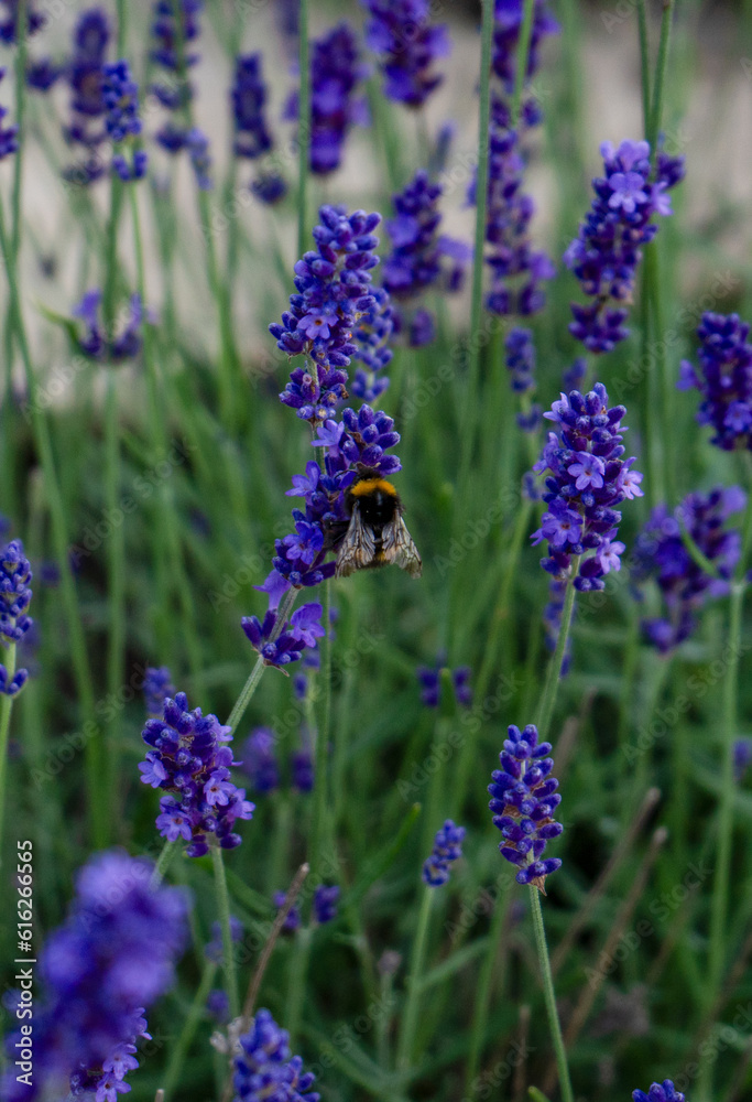 Obraz premium A bee pollinates a lavender flower in summer.