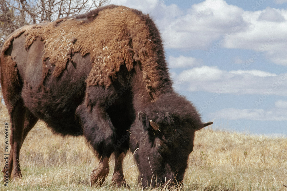 bison in park national park bison in park national park