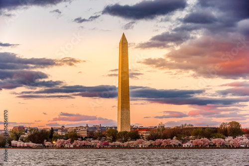 Washington Monument during the Cherry Blossom Festival (ID: 616266970)