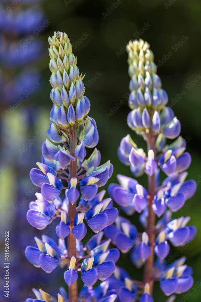 Beautiful blue wild flower in the meadow. The background is green. Beautiful blue wild flower in the meadow. The background is green.