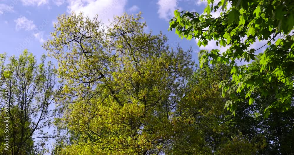 deciduous trees in the park in cloudy spring weather, poorly illuminated by sunlight trees in the spring park deciduous trees in the park in cloudy spring weather, poorly illuminated by sunlight trees in the spring park