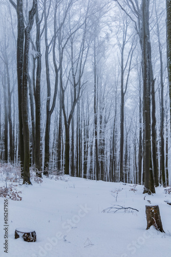 Wallpaper Mural Beautiful winter mountain landscape of high trees full of snow hidden in thick fog Torontodigital.ca