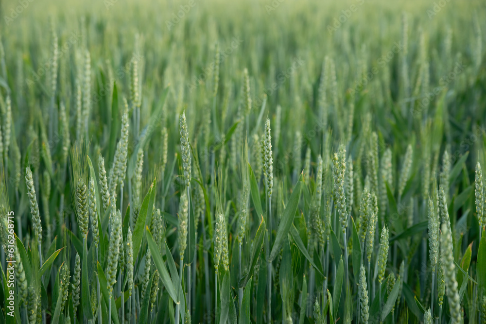 Green ears ripen in the field. Green wheat, rye, barley, cereals Green ears ripen in the field. Green wheat, rye, barley, cereals