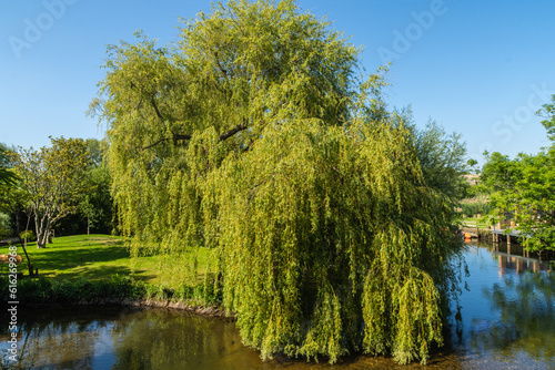 A willow tree on the banks of the River Avon in Christchurch, UK