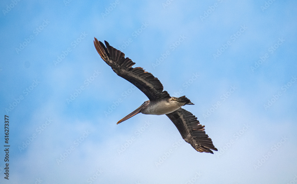 Pelican at Assateague National Seashore State Park