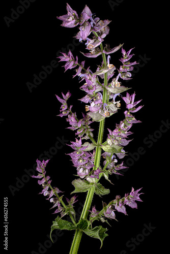 Inflorescences clary sage, lat. Salvia sclarea, isolated on black background