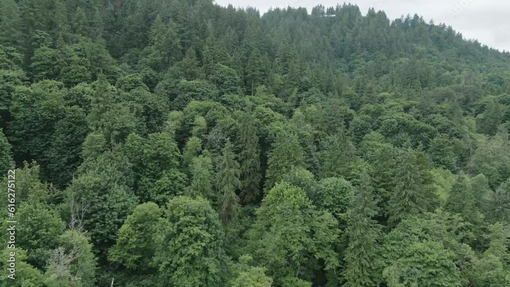 Aerial View of green trees on the mountain. British Columbia, Canada. Aerial View of green trees on the mountain. British Columbia, Canada.