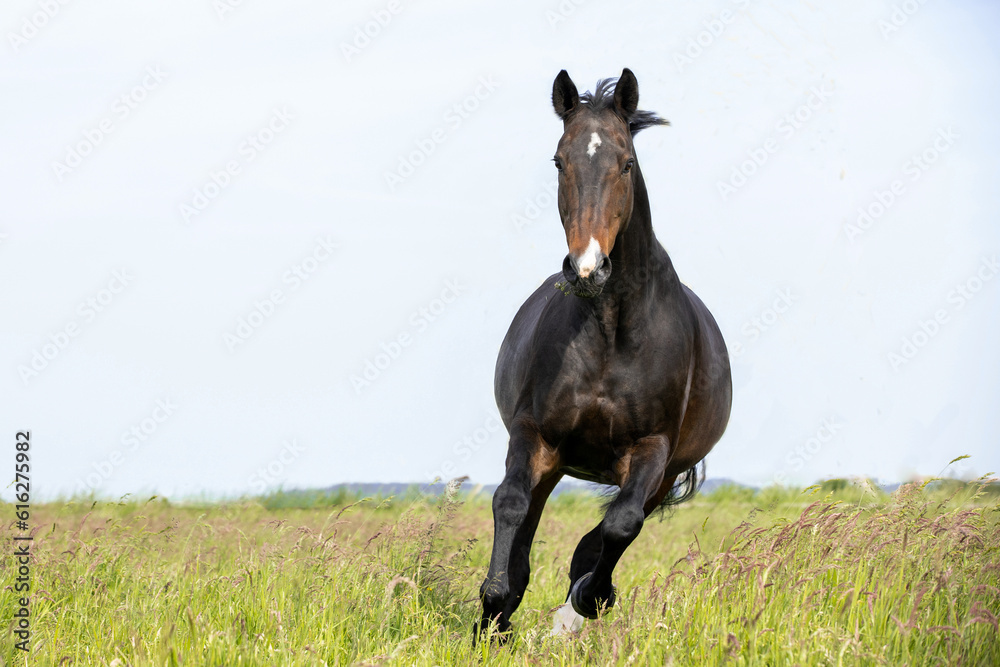 Pferd galoppiert frontal zu mir Pferd galoppiert frontal zu mir