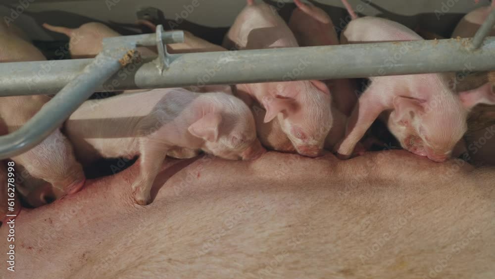 Sow feeds small piglets, piglets drink sow's milk, pig feeds children, pig farm Sow feeds small piglets, piglets drink sow's milk, pig feeds children, pig farm