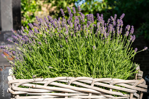 Lavender in a wicker basket close-up. Summer garden with flowers and herbs.