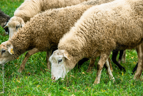 Farm brown sheep graze in pasture. Flock of sheep eating grass in meadow.