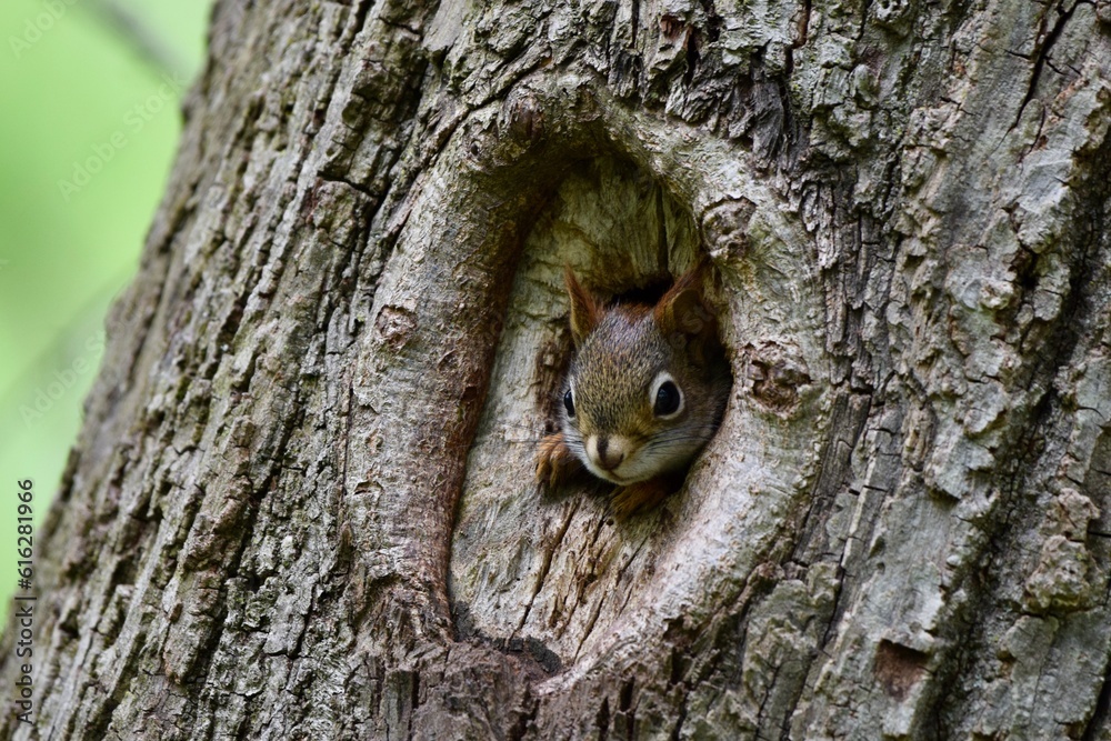 Obraz premium Red squirrel animal in tree knot hole 