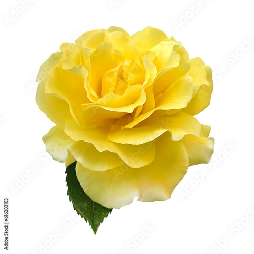 A single golden yellow rose with green Rose leaf Isolated on white background with clipping path. Yellow rose object for designs.