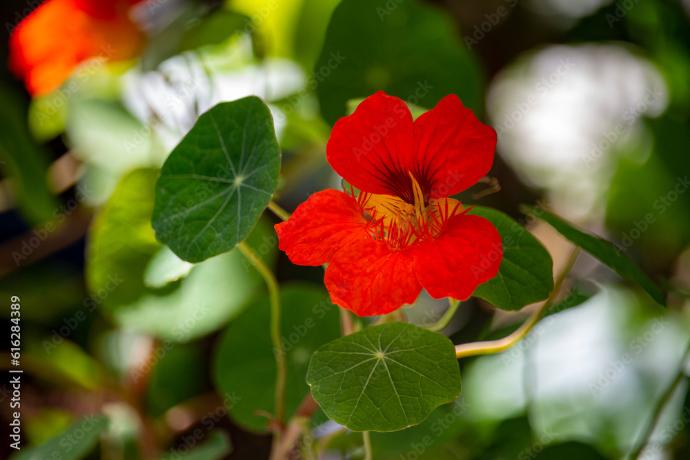 Capuchinha, cinco-chagas, bico-de-papagaio, capuchinho, mastruço-do-peru, flor-de-chagas, nastúrcio, agrião-do-méxico, chaguinha, agrião-da-índia ou mastruço. Capuchinha, cinco-chagas, bico-de-papagaio, capuchinho, mastruço-do-peru, flor-de-chagas, nastúrcio, agrião-do-méxico, chaguinha, agrião-da-índia ou mastruço.