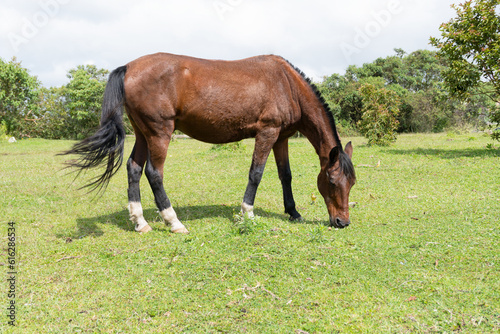 horse grazing in the field