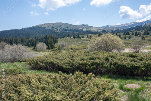 Spring view of Konyarnika area at Vitosha Mountain, Bulgaria