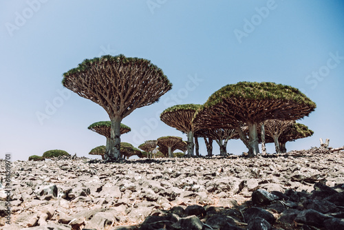 Dragonblood trees on Diksam Plateau on Socotra Island, Yemen