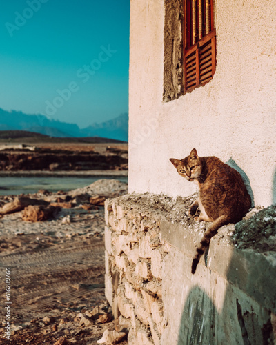 A cat relaxes by a rustic stone wall at Delisha Beach, Socotra, Yemen, with a backdrop of mountains and the serene coastal landscape photo