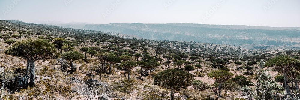 Dragonblood trees on Diksam Plateau on Socotra Island, Yemen