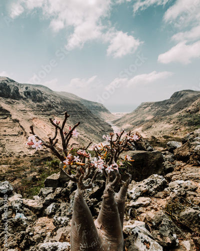 Stunning view of a Desert Rose (Adenium obesum) in full bloom at Wadi Dirhur, Socotra, Yemen, showcasing the unique flora against a dramatic mountainous backdrop. photo