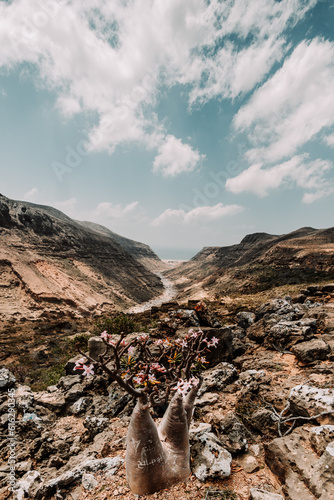 Stunning view of a Desert Rose (Adenium obesum) in full bloom at Wadi Dirhur, Socotra, Yemen, showcasing the unique flora against a dramatic mountainous backdrop. photo