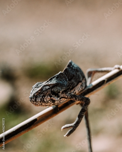 Chameleon  on Socotra Island, Yemen © _mishamartin