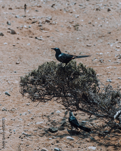 A pair of black birds perched on a shrub in the arid landscape of Detwah Lagoon, Socotra, Yemen photo