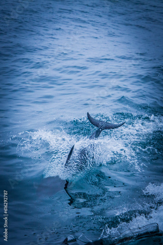 dolphin jumping in water