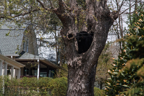 nest on tree