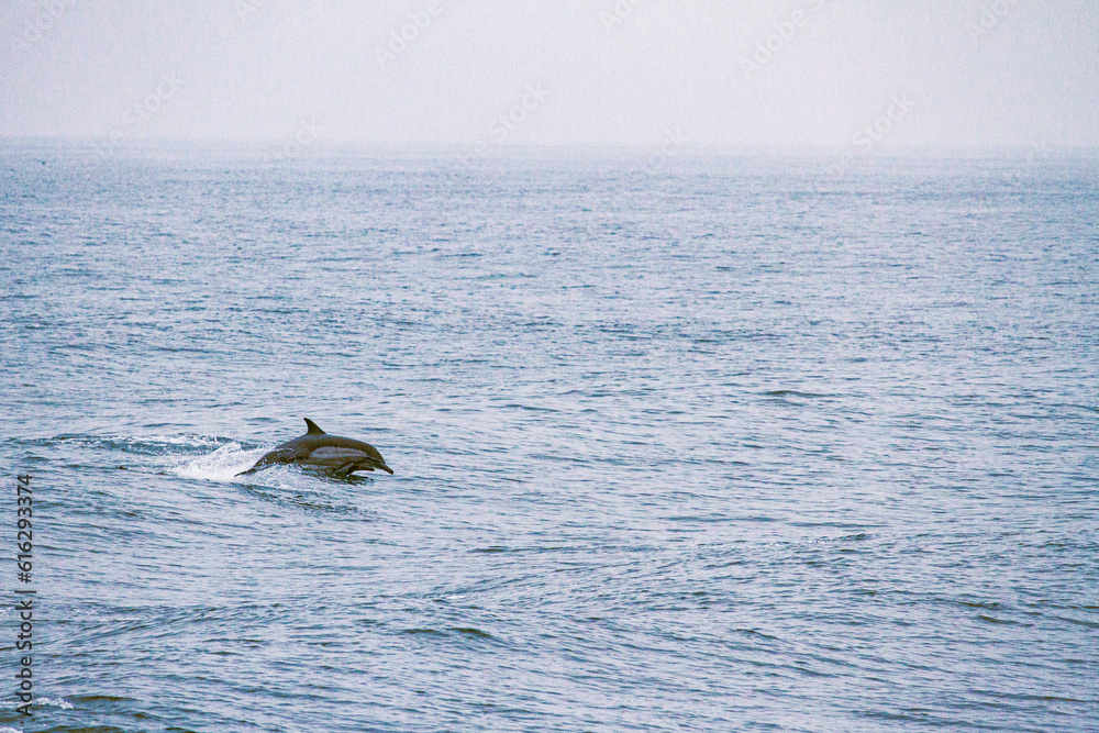 Fototapeta premium dolphin jumping in the sea