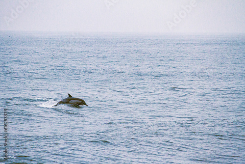 dolphin jumping in the sea