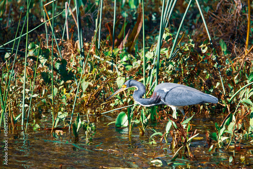 great heron