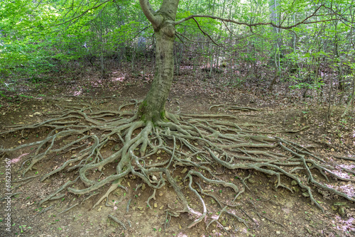 Beech tree (Fagus orientalis) with roots growing above the ground. photo