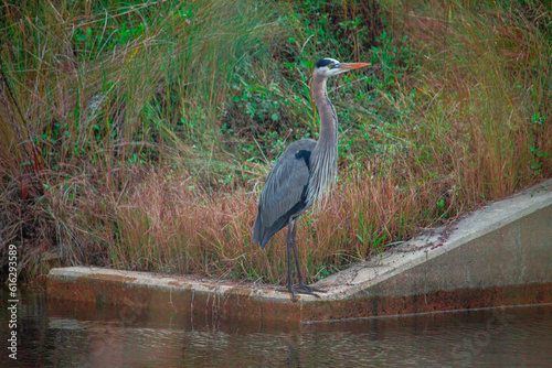 great blue heron