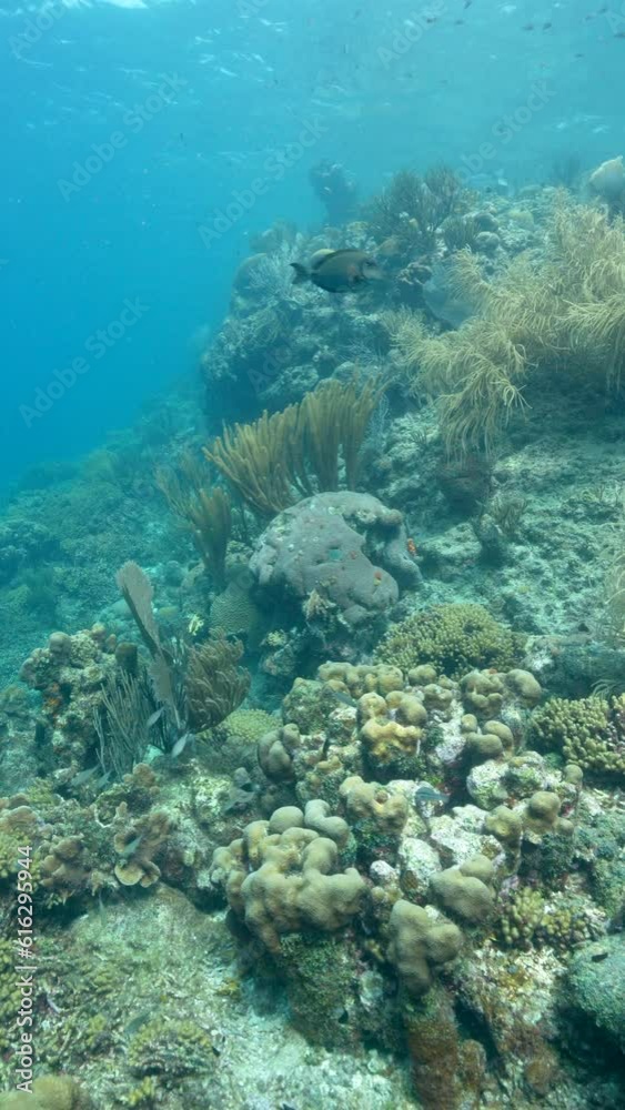 Vertical Seascape in the coral reef of the Caribbean Sea Vertical Seascape in the coral reef of the Caribbean Sea