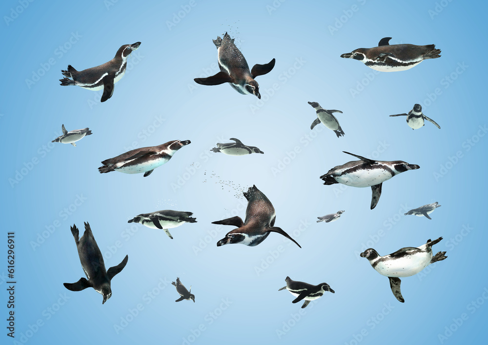 Obraz premium フンボルトペンギン 合成