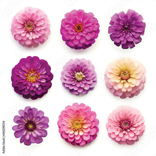 Set of Zinnia Flower Icon Collection in Pink Hues © ashbylove