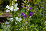 Campanula persicifolia 'Grandiflora Alba' – Pfirsichblättrige Glockenblume in weiß und lila Blüte