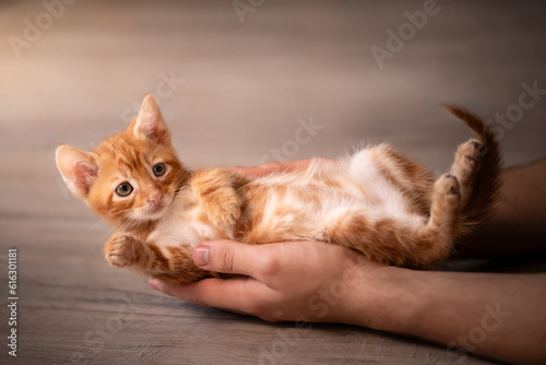 Fototapeta Naklejka Na Ścianę i Meble -  Rudy kociak leży na ludzkich dłoniach