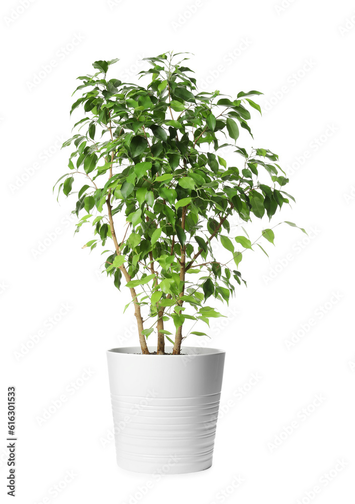 Beautiful ficus plant in pot on white background. House decor Beautiful ficus plant in pot on white background. House decor