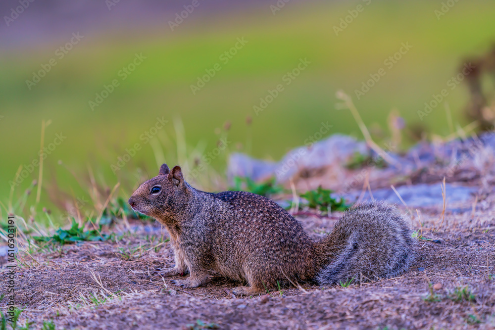 squirrel on the grass