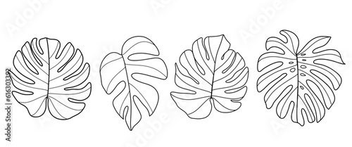 Drawing a monstera leaf set. Black and white line art. Place it on a white background. Vector illustration.
