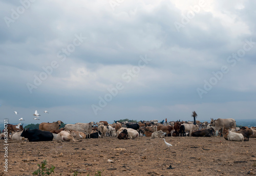 Domestic cows lying down on the ground, in Yogyakarta, Indonesia.
