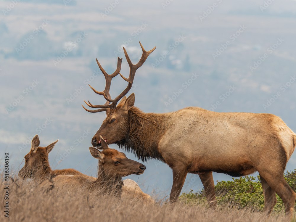Fototapeta premium Tule Elk at Point Reyes Preserve 5